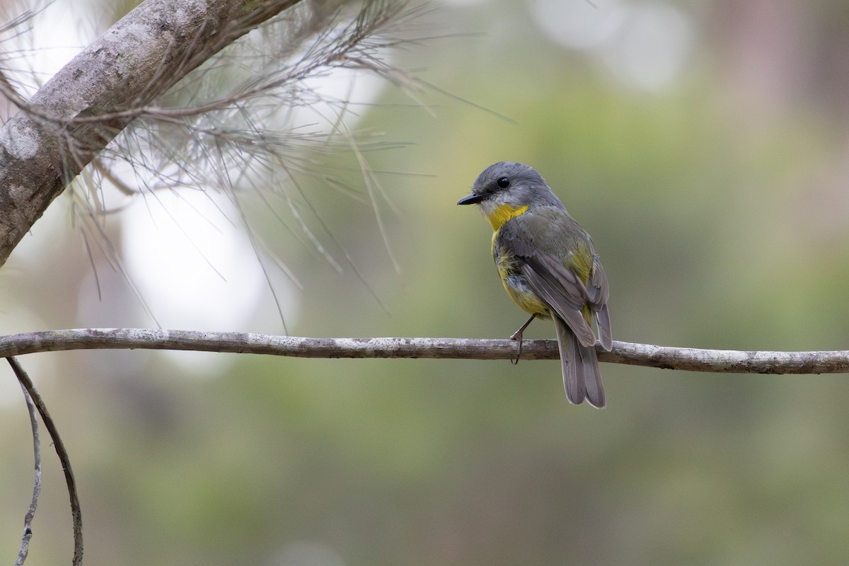 Doğulu Sarı Bülbül - ML646020224