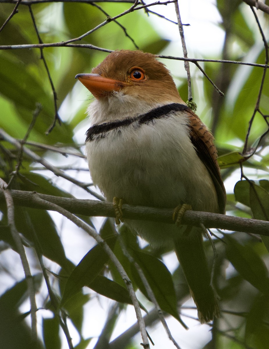 Collared Puffbird - ML646020228