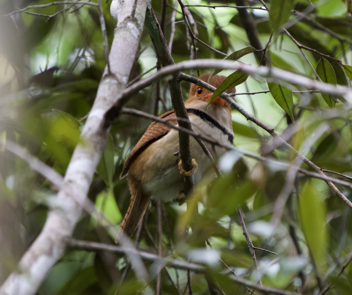 Collared Puffbird - ML646020229