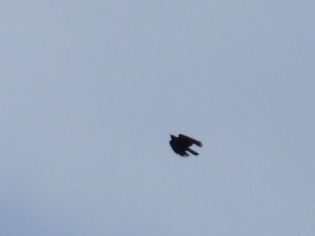 amerikakråke - ML646020244