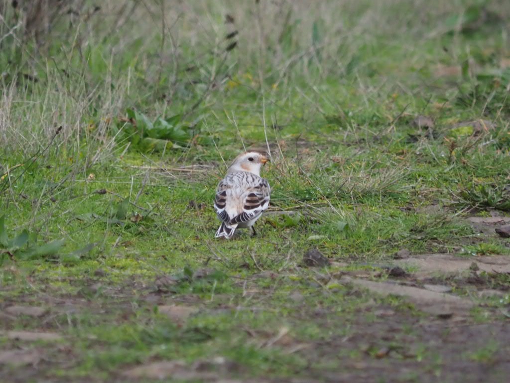 Snow Bunting - ML646020246