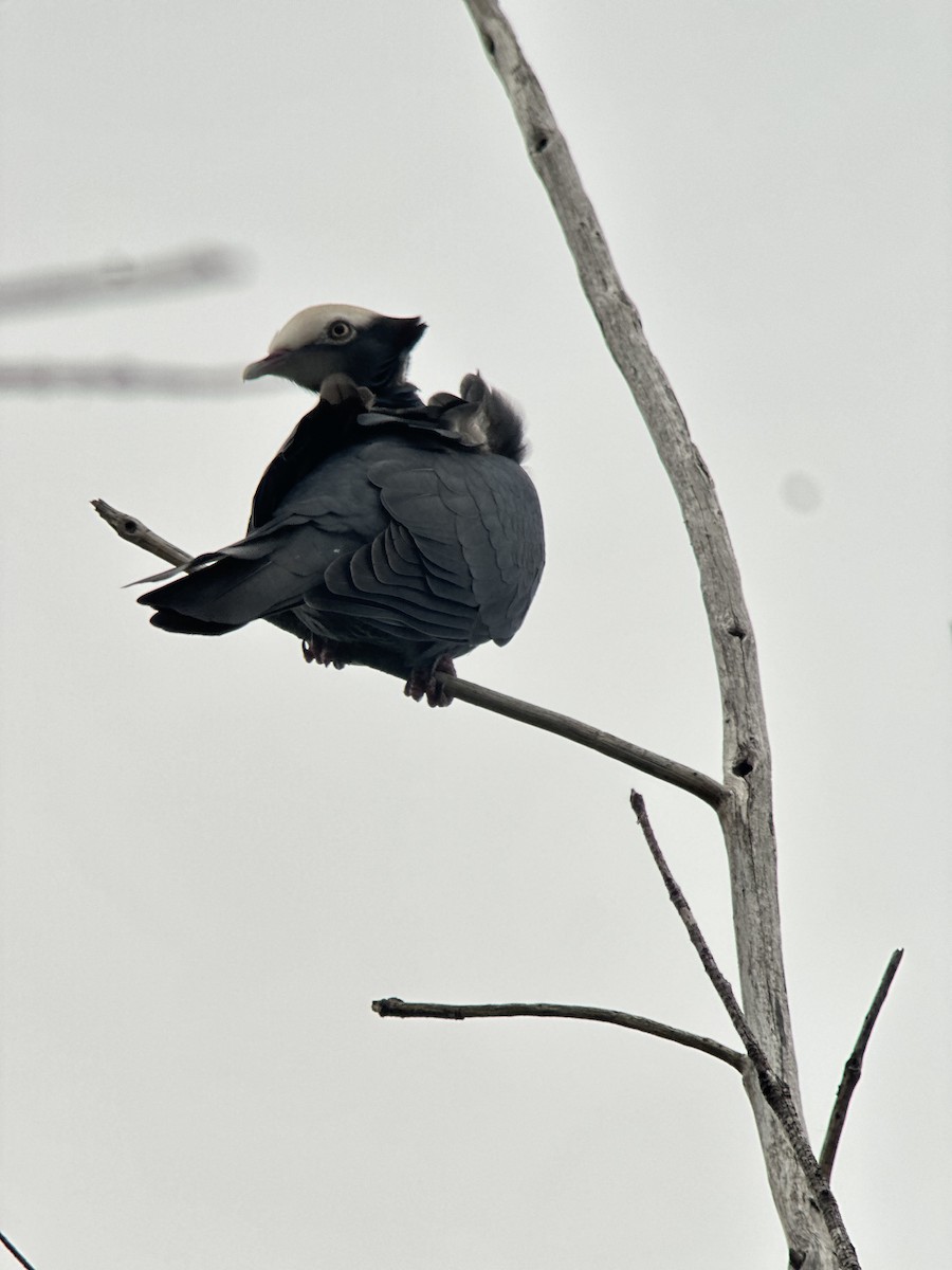 White-crowned Pigeon - ML646020247