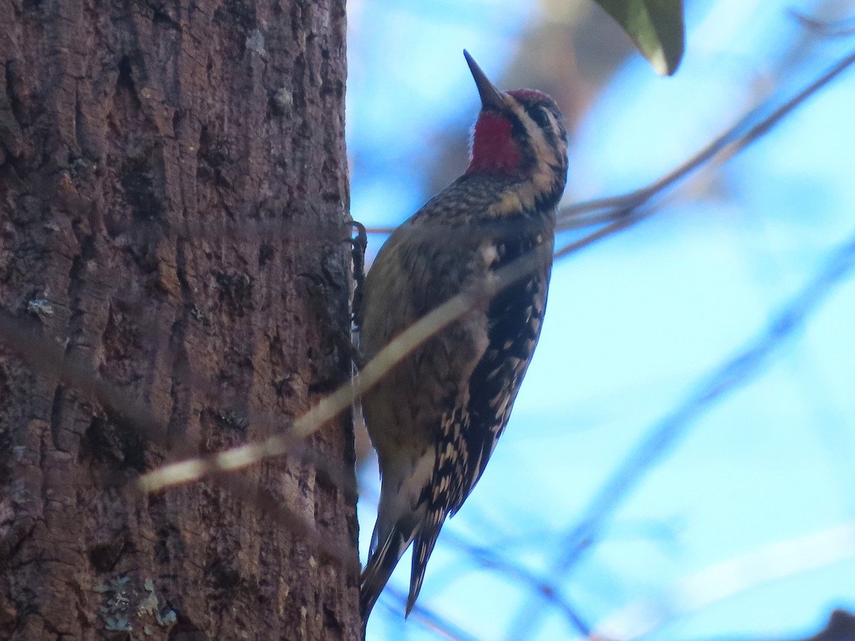 Yellow-bellied Sapsucker - ML646020248