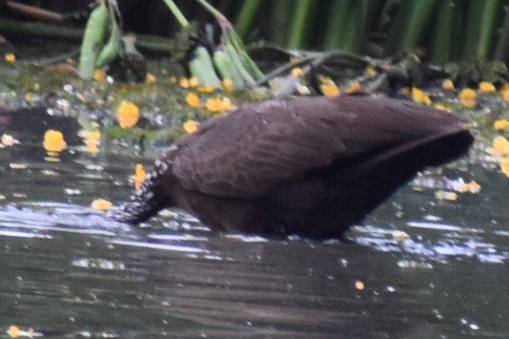 Limpkin - ML646020257