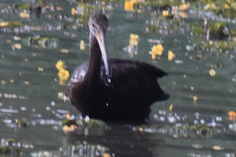 Limpkin - ML646020258