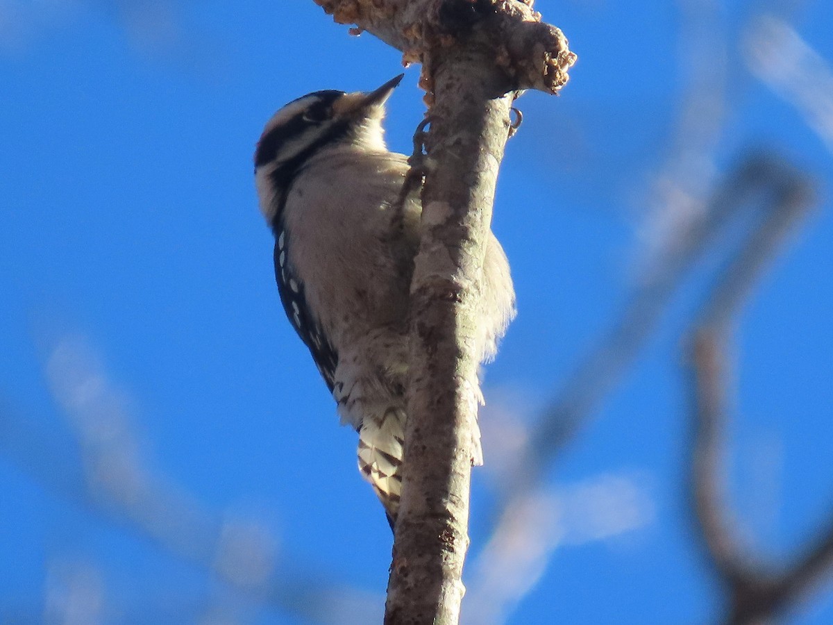 Downy Woodpecker - ML646020259