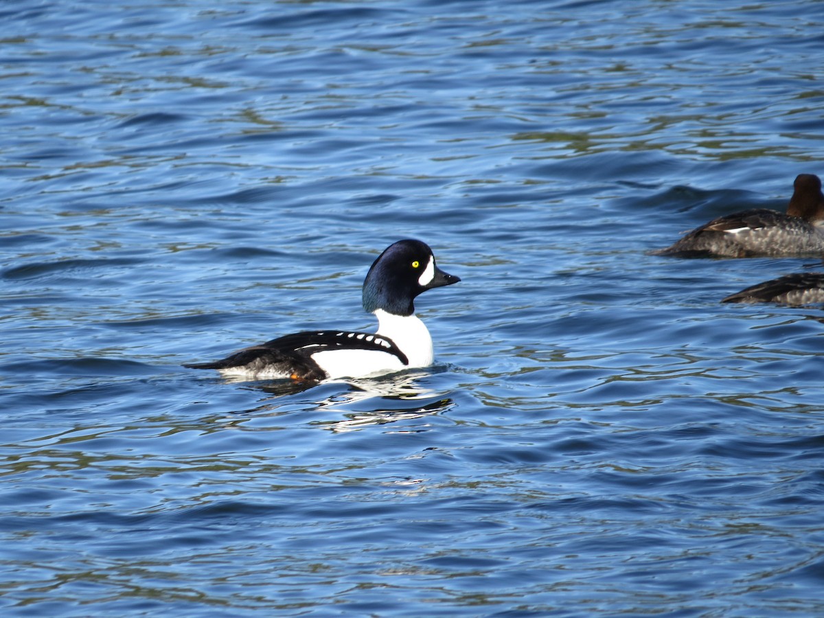 キタホオジロガモ - ML646020266