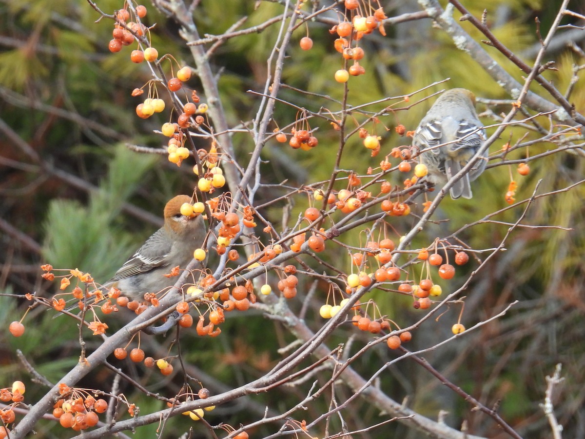 ギンザンマシコ - ML646020271