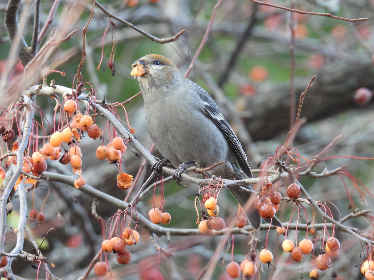 ギンザンマシコ - ML646020272