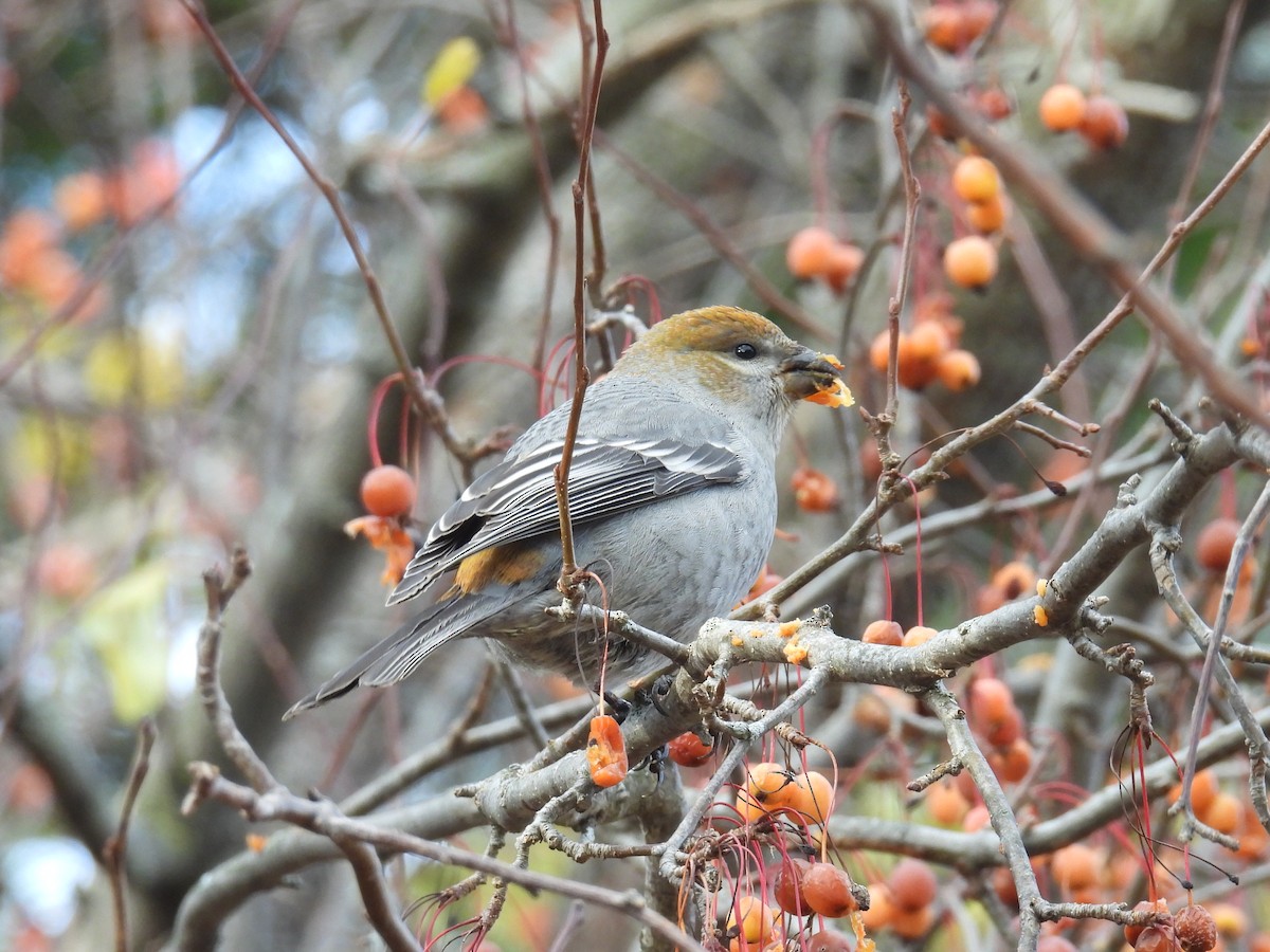 ギンザンマシコ - ML646020273