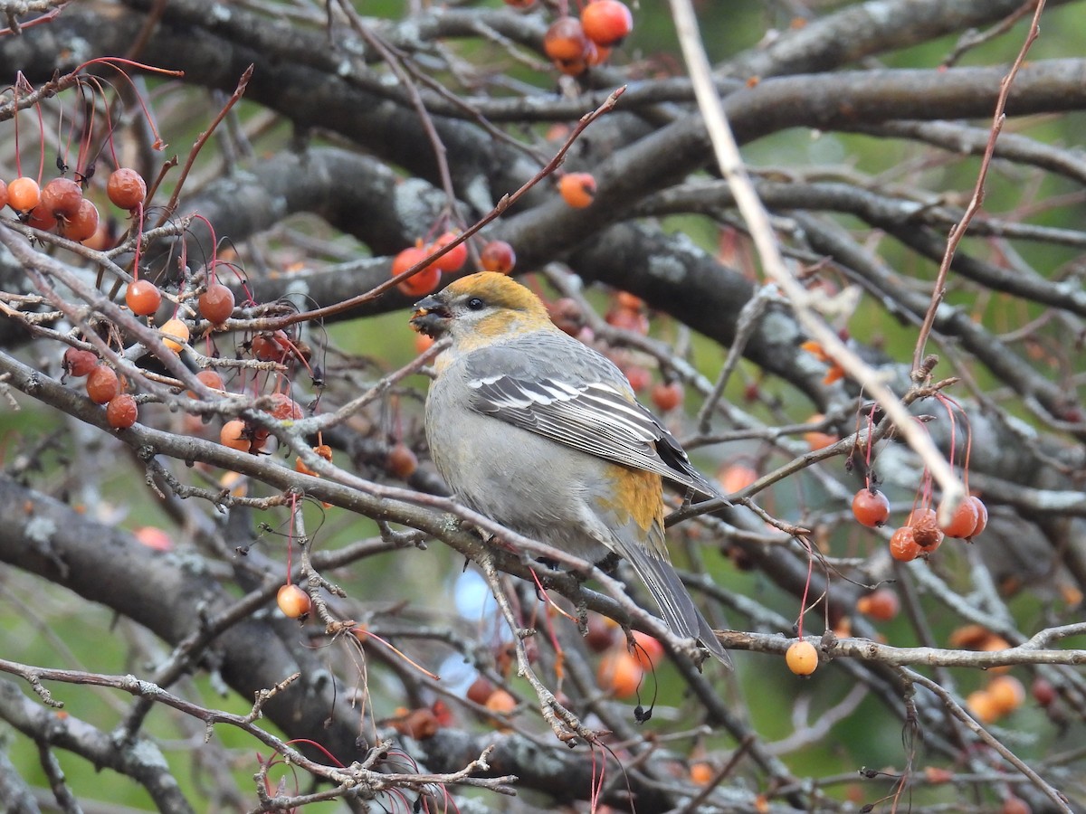 ギンザンマシコ - ML646020274