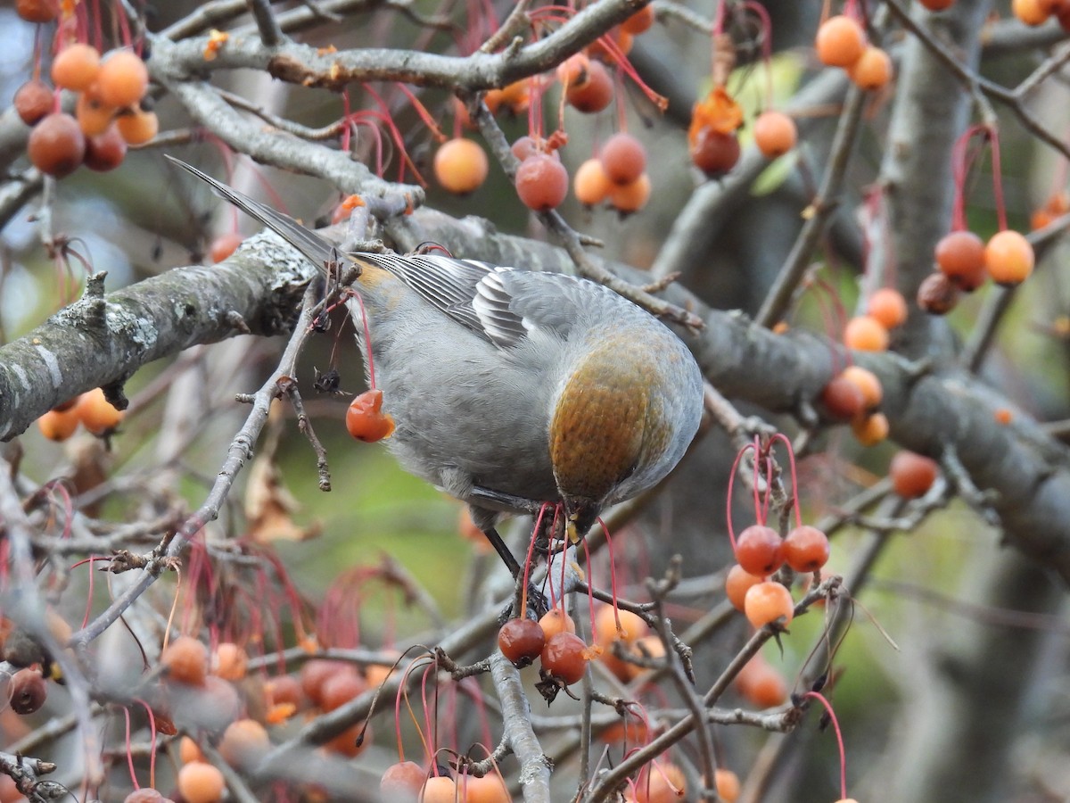 ギンザンマシコ - ML646020275