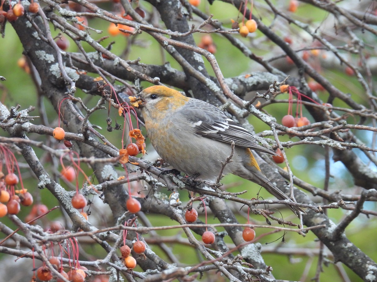 ギンザンマシコ - ML646020276