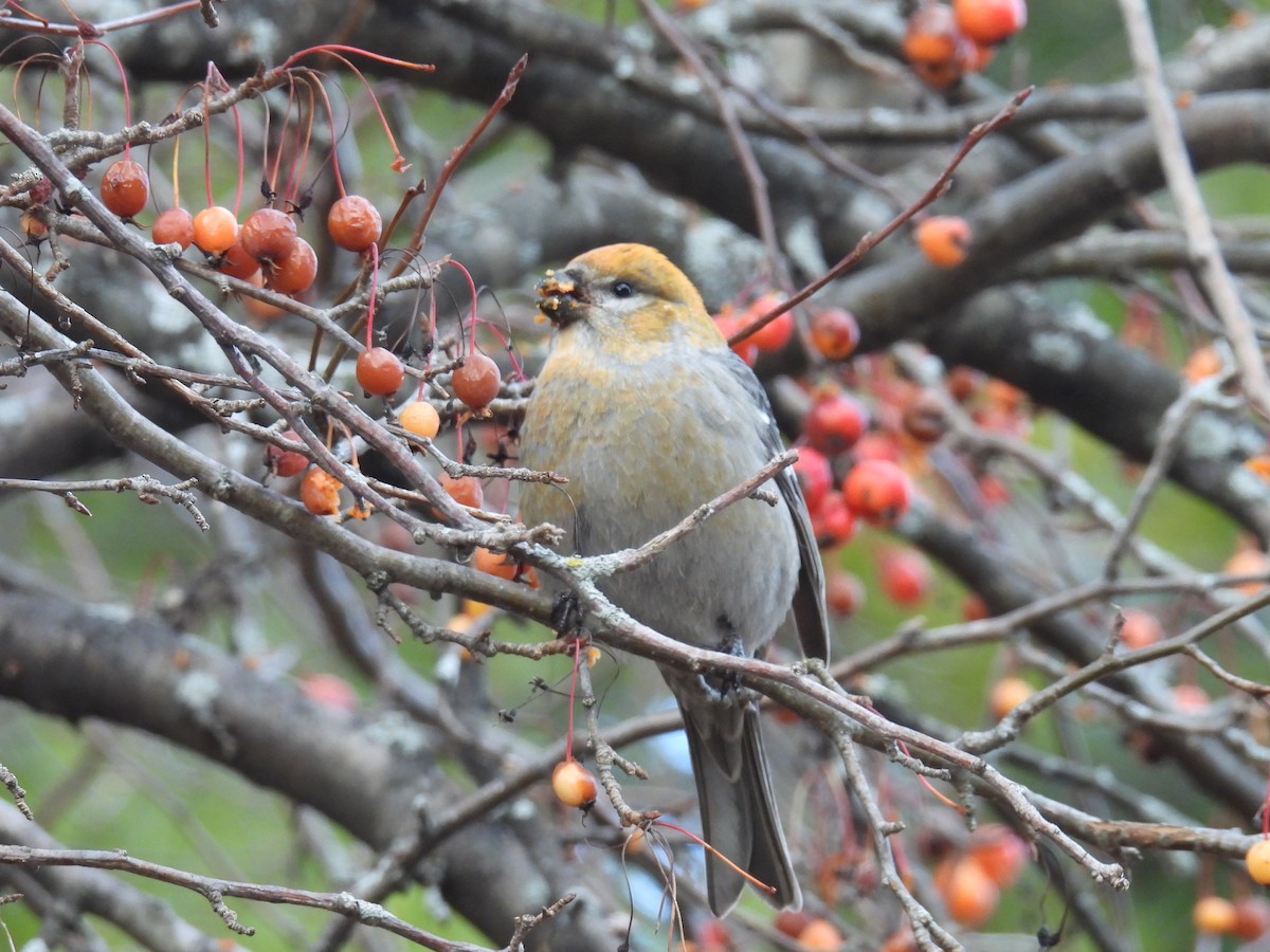 ギンザンマシコ - ML646020277
