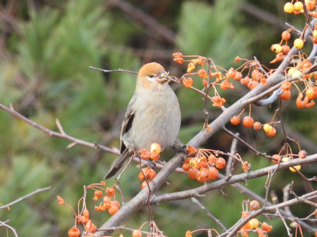 ギンザンマシコ - ML646020278
