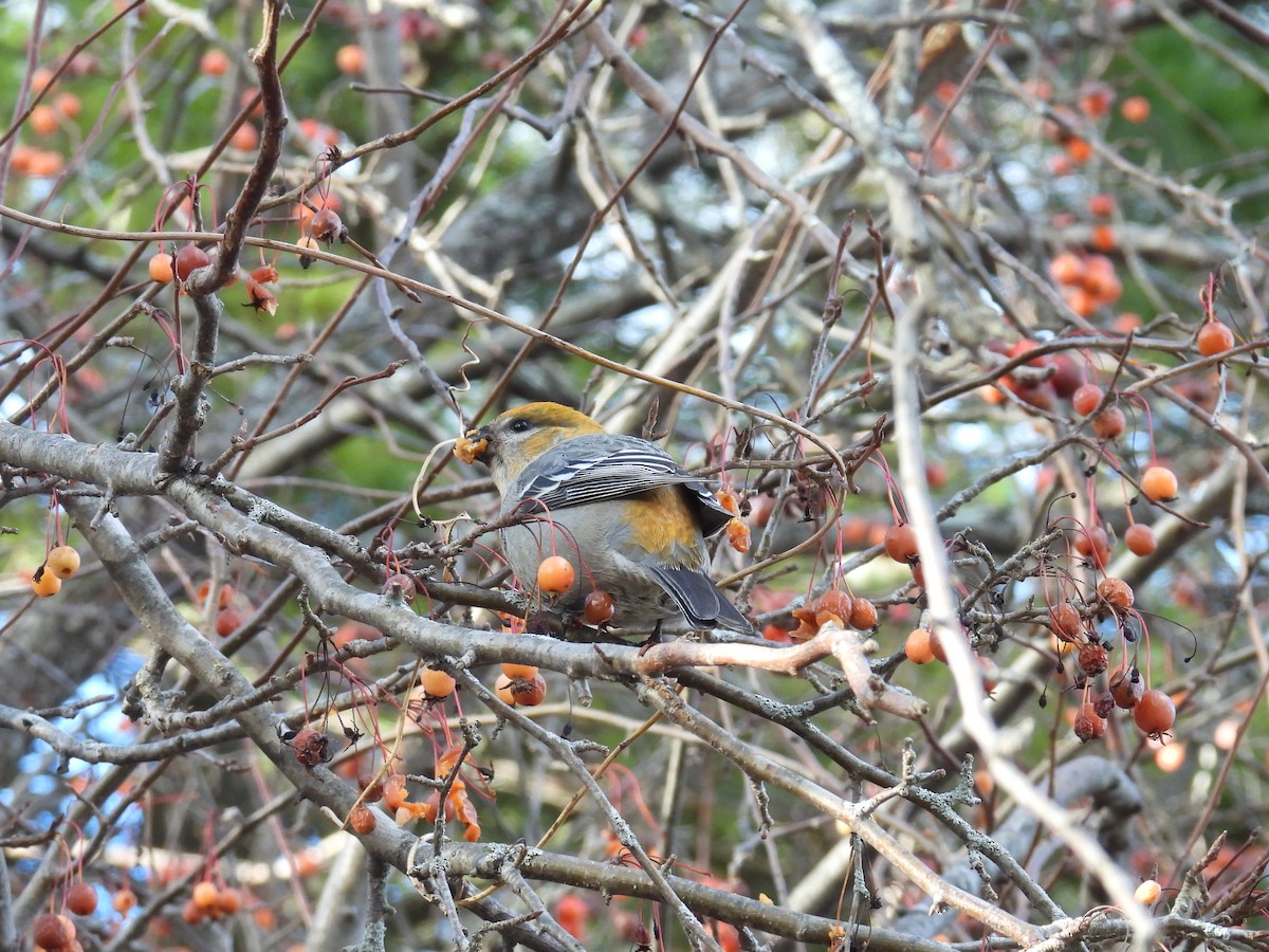 ギンザンマシコ - ML646020279