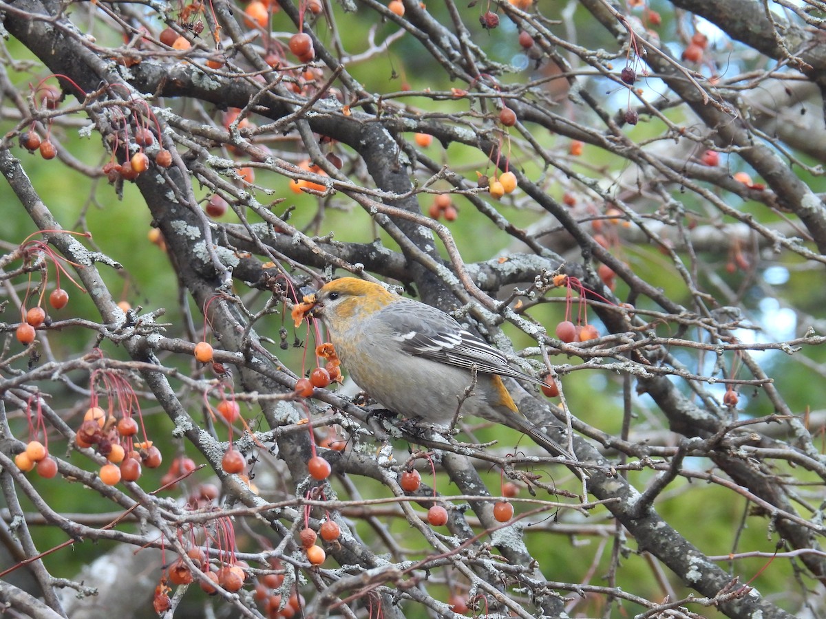 ギンザンマシコ - ML646020280