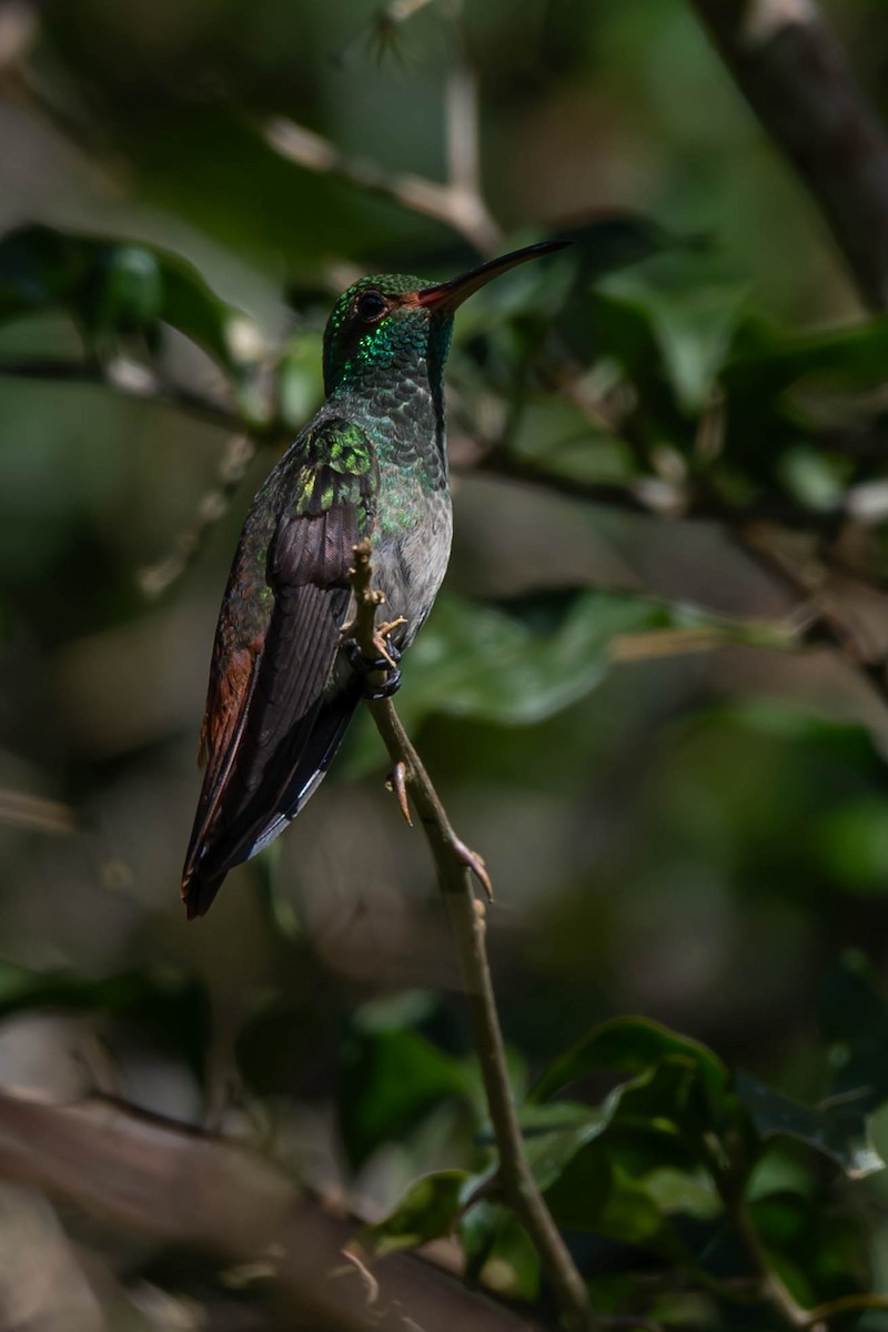 ハイバラエメラルドハチドリ - ML646020281