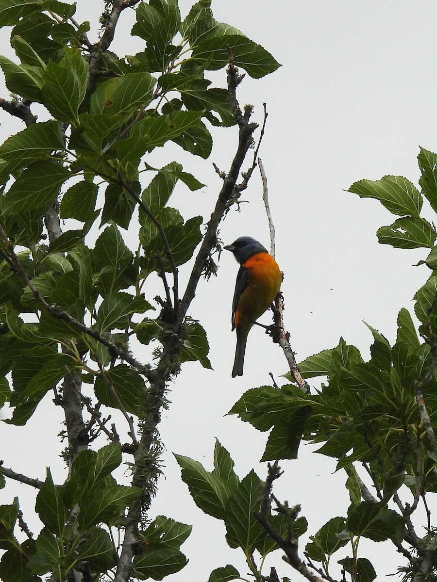 Blue-and-yellow Tanager - ML646020293
