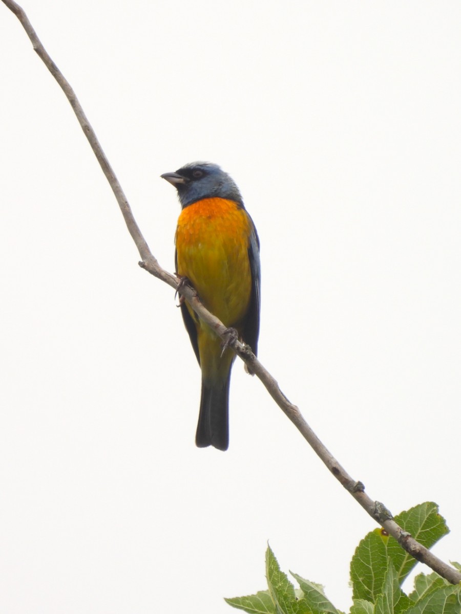 Blue-and-yellow Tanager - ML646020294