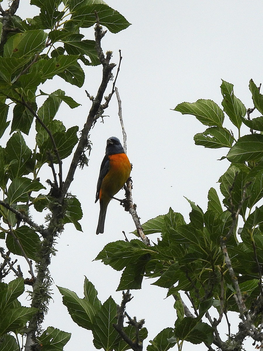 Blue-and-yellow Tanager - ML646020295