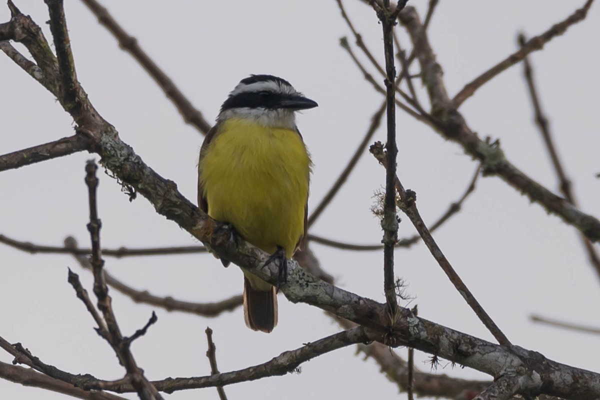 キバラオオタイランチョウ - ML646020296