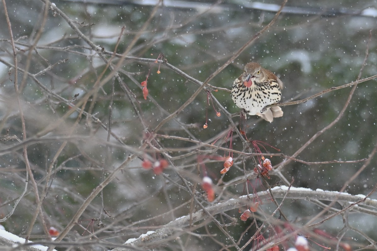 Brown Thrasher - ML646020299