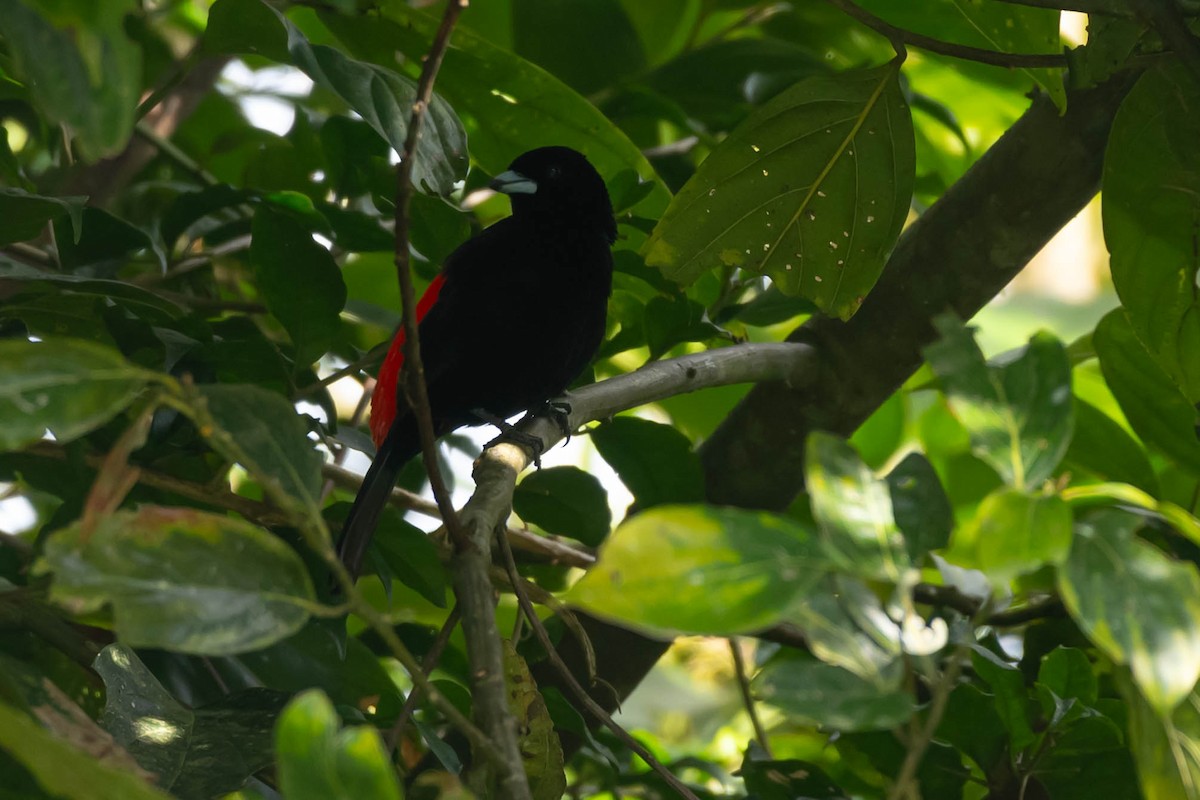 コシアカフウキンチョウ - ML646020302