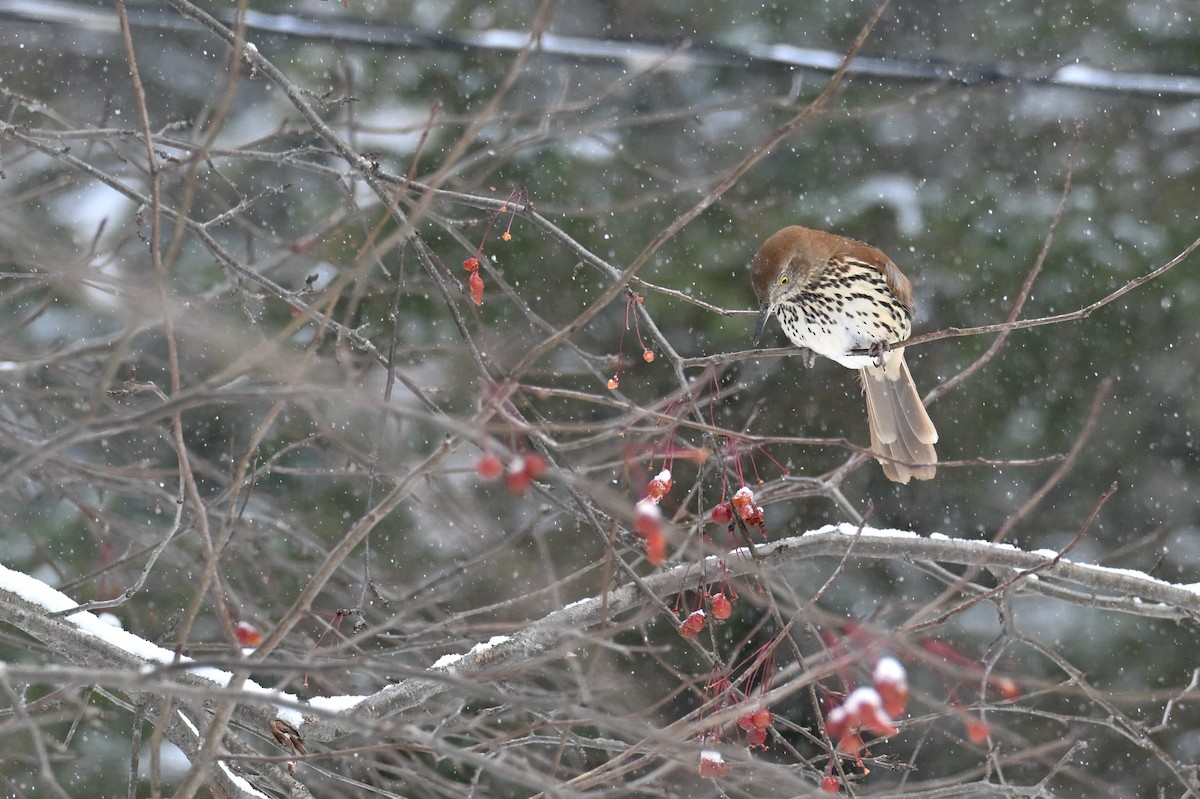 Brown Thrasher - ML646020304