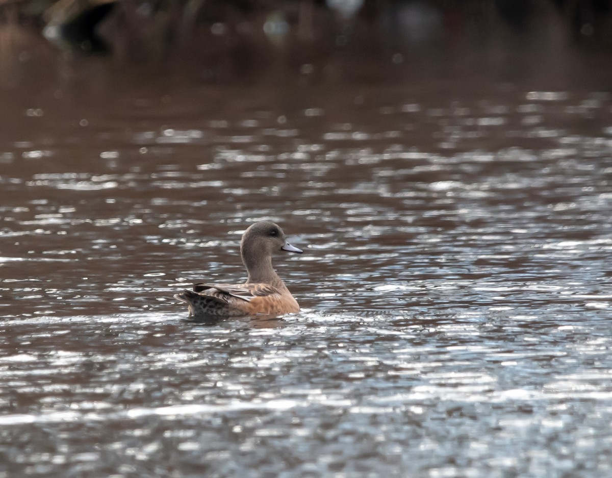 アメリカヒドリ - ML646020305