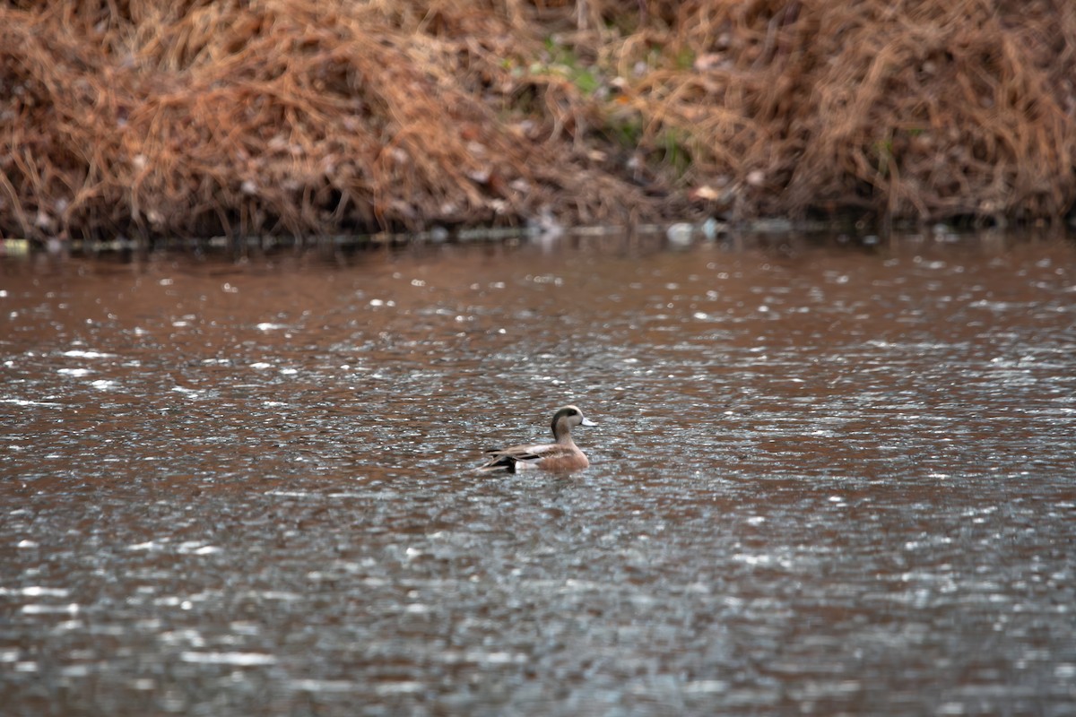 アメリカヒドリ - ML646020306