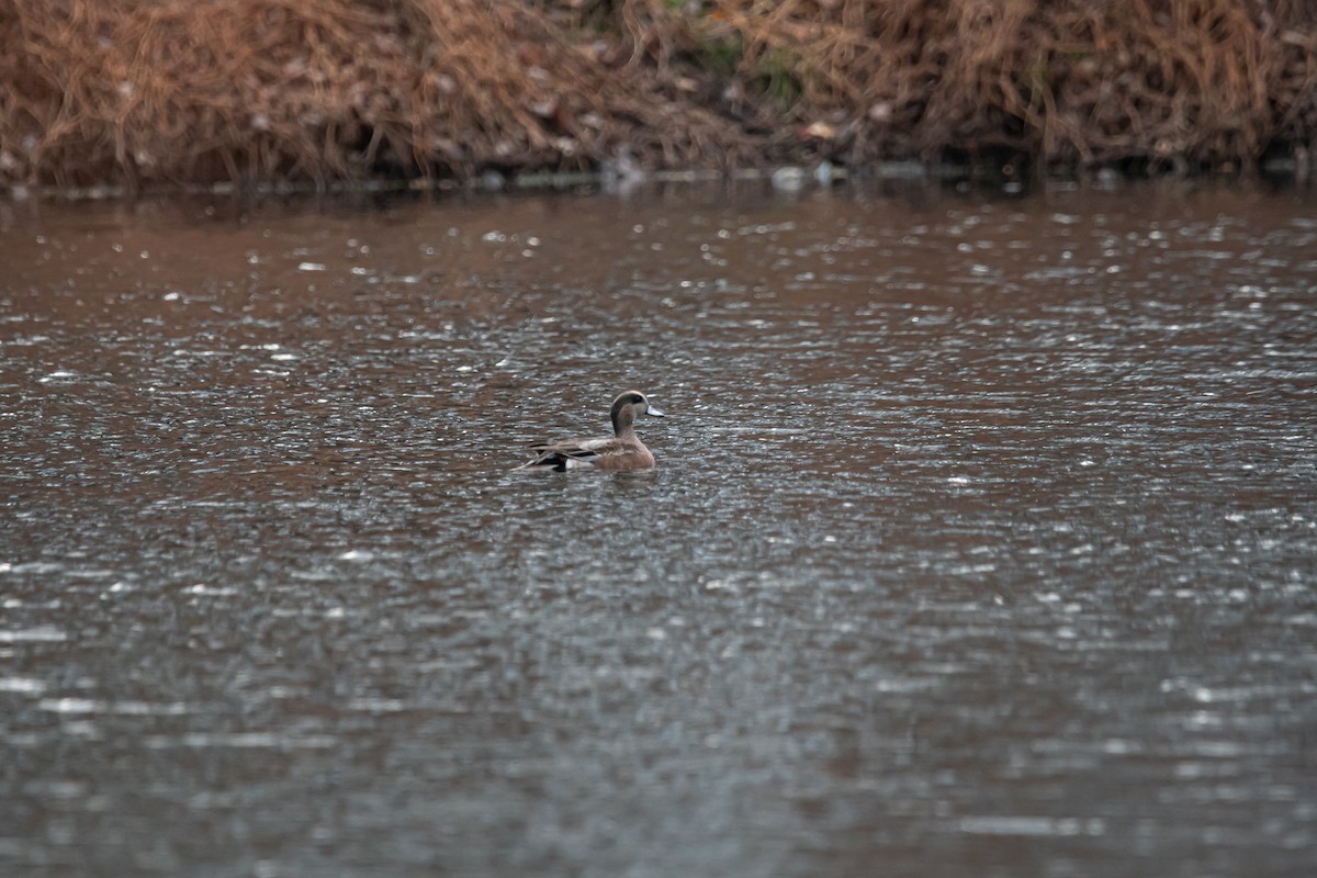 アメリカヒドリ - ML646020307