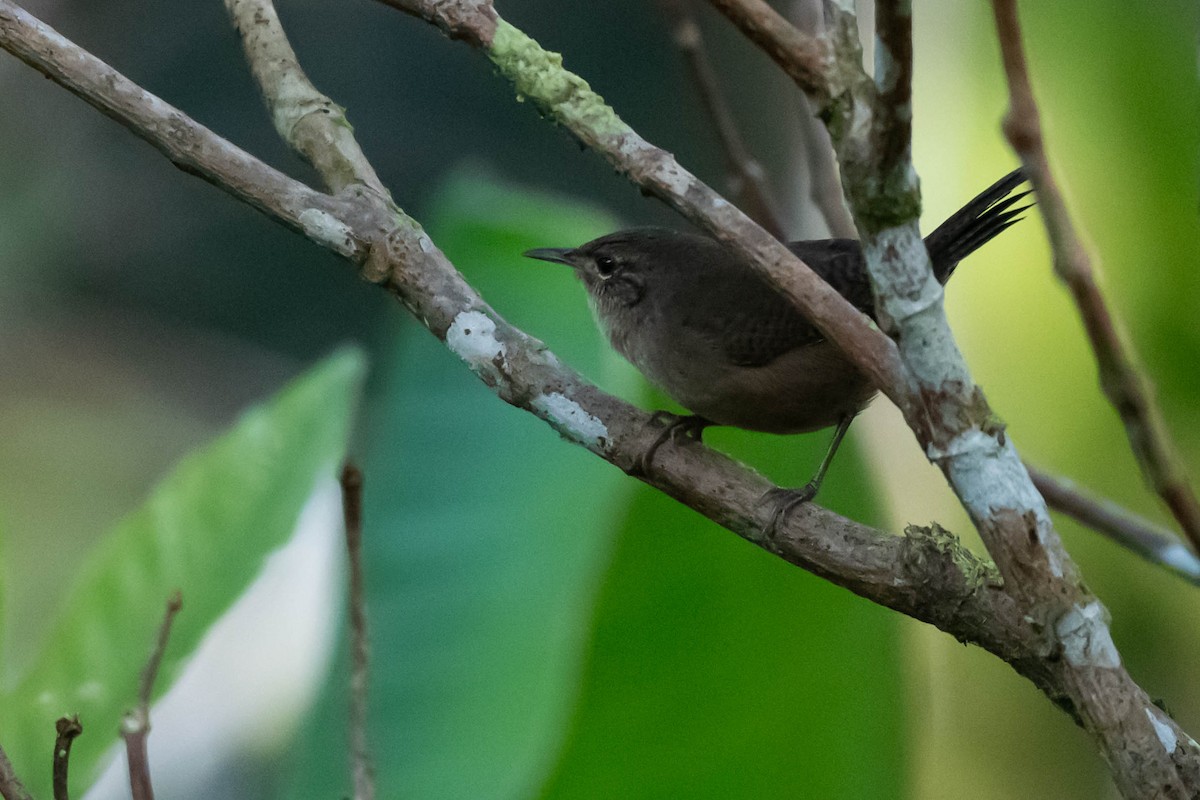 Southern House Wren - ML646020318