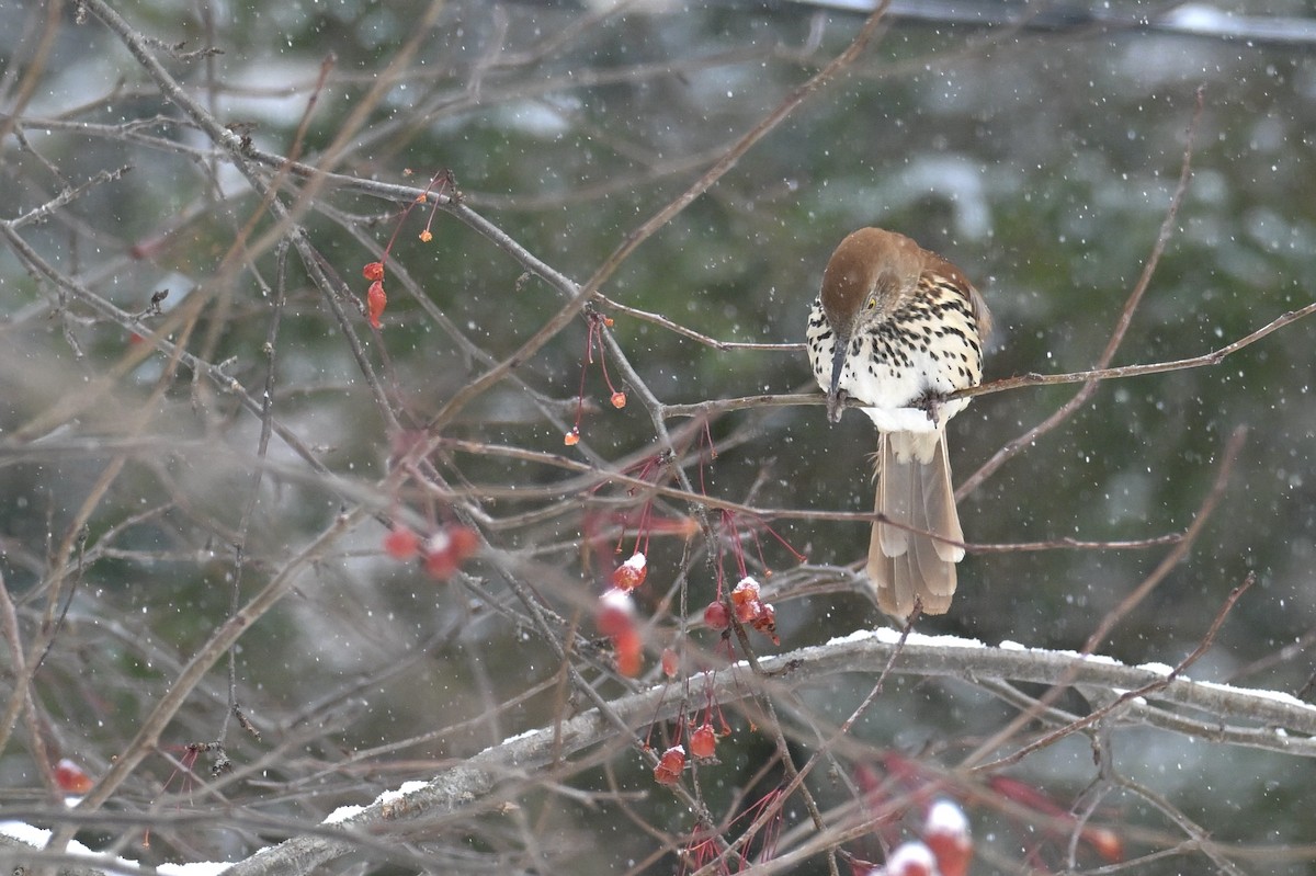 Brown Thrasher - ML646020321