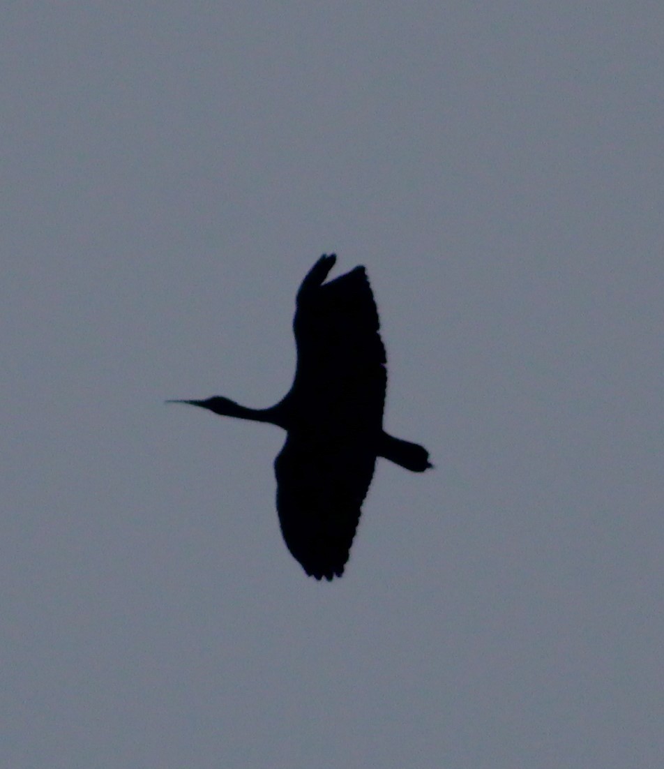 Bare-faced Ibis - ML646020322
