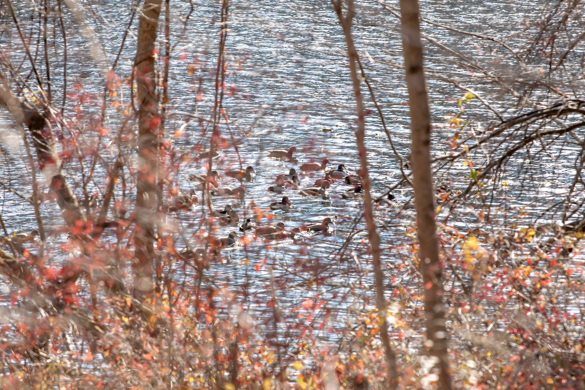 クビワキンクロ - ML646020325