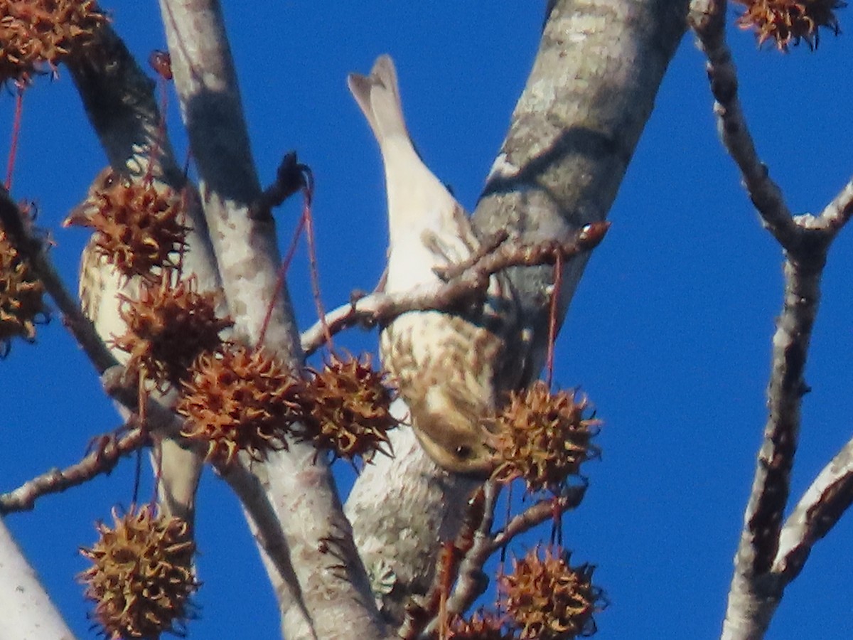 Purple Finch - ML646020330