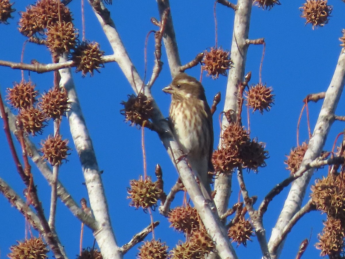 Purple Finch - ML646020331