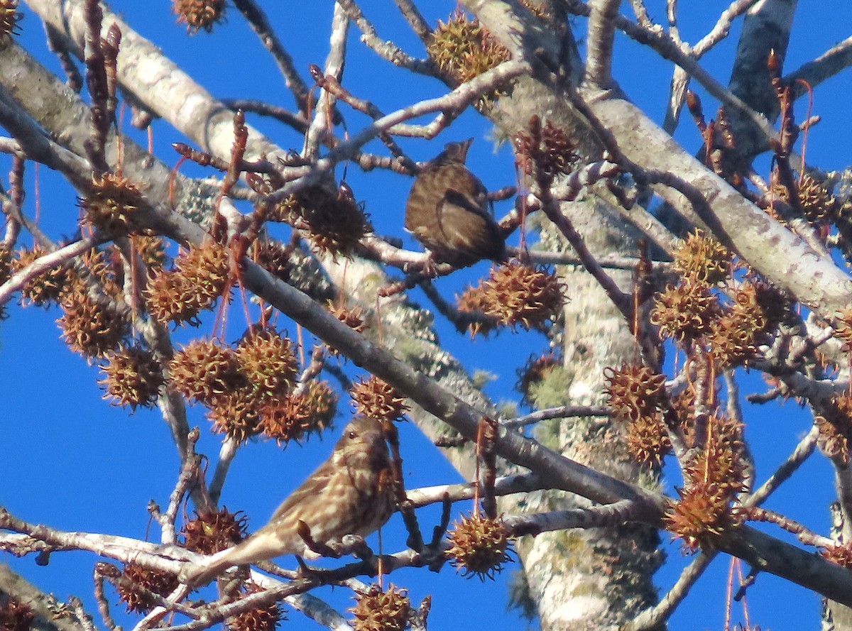 Purple Finch - ML646020333