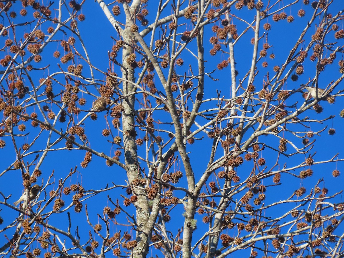 Purple Finch - ML646020334