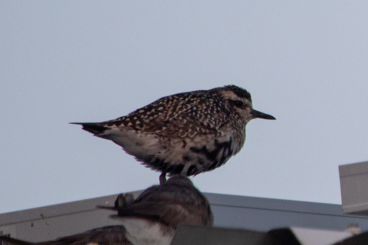 Pacific Golden-Plover - ML646020348