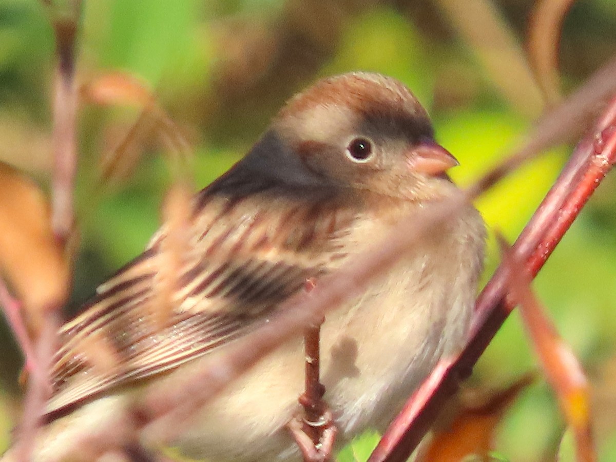 Field Sparrow - ML646020350