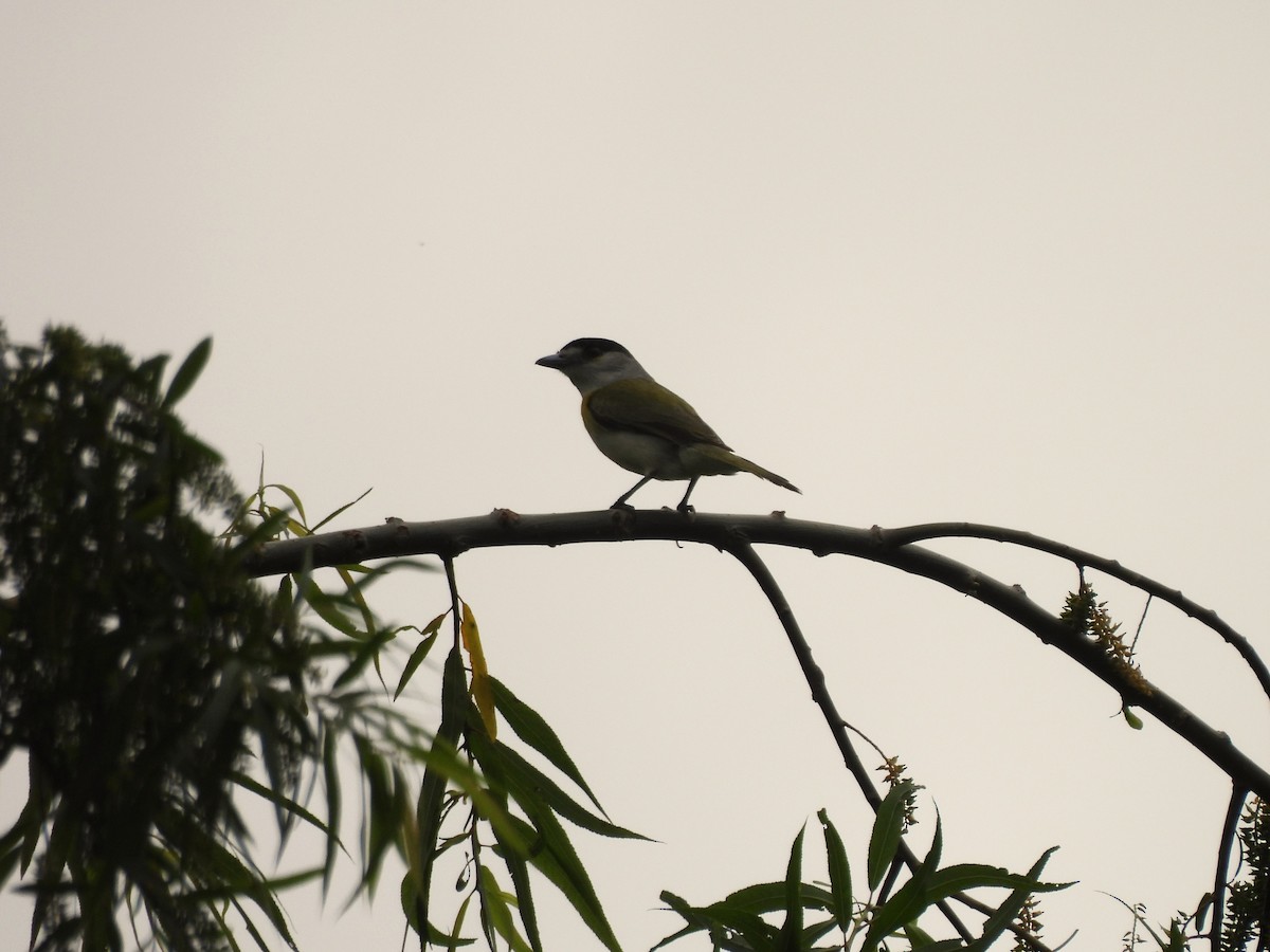 Green-backed Becard - ML646020356