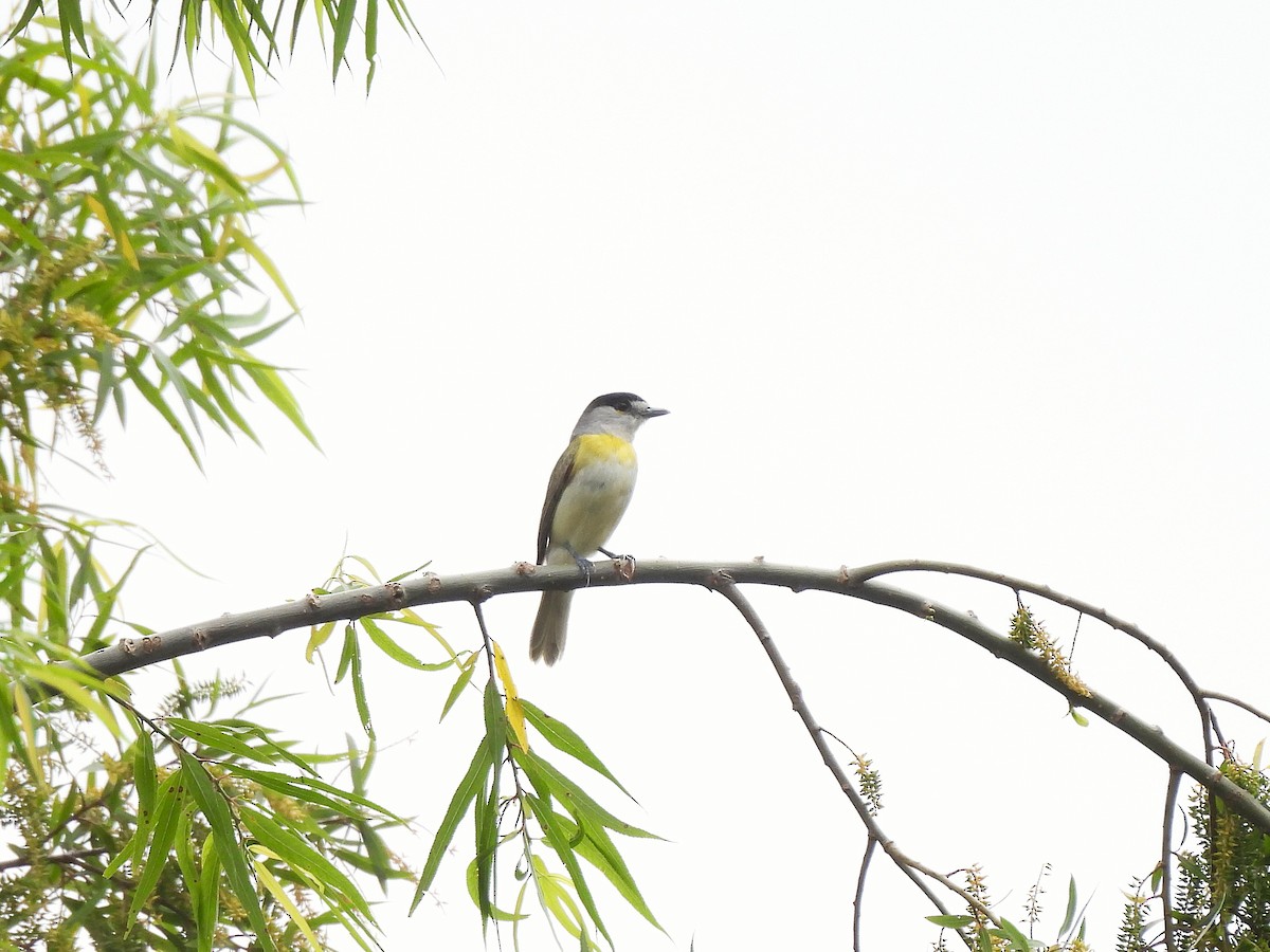 Green-backed Becard - ML646020357