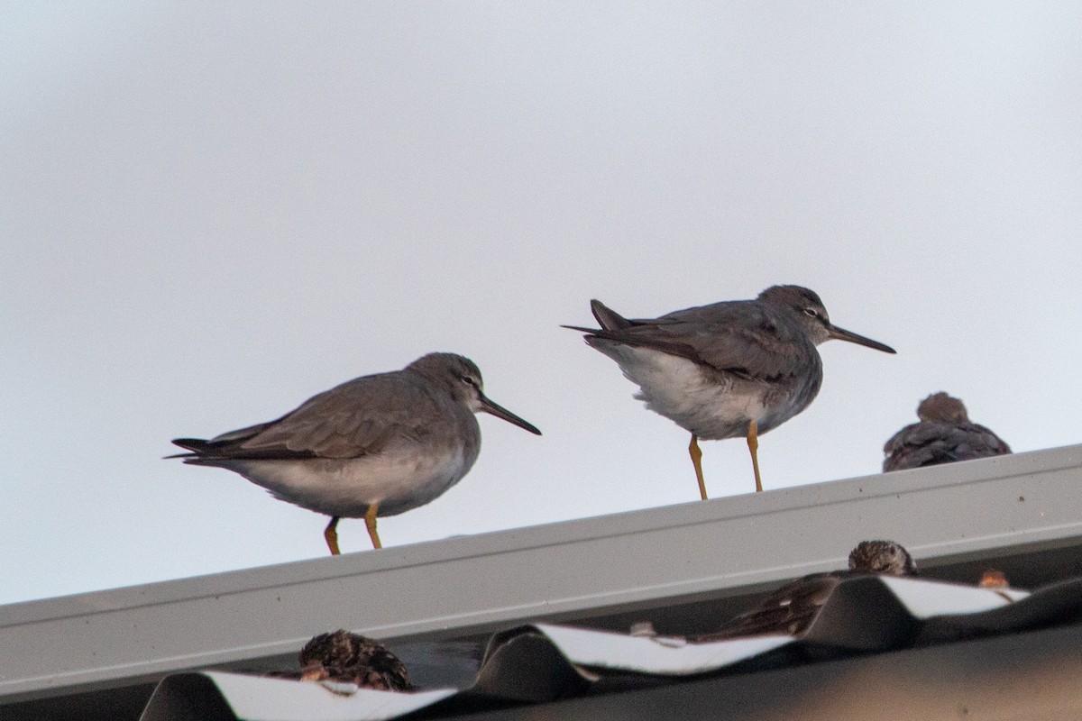 Chevalier de Sibérie - ML646020358