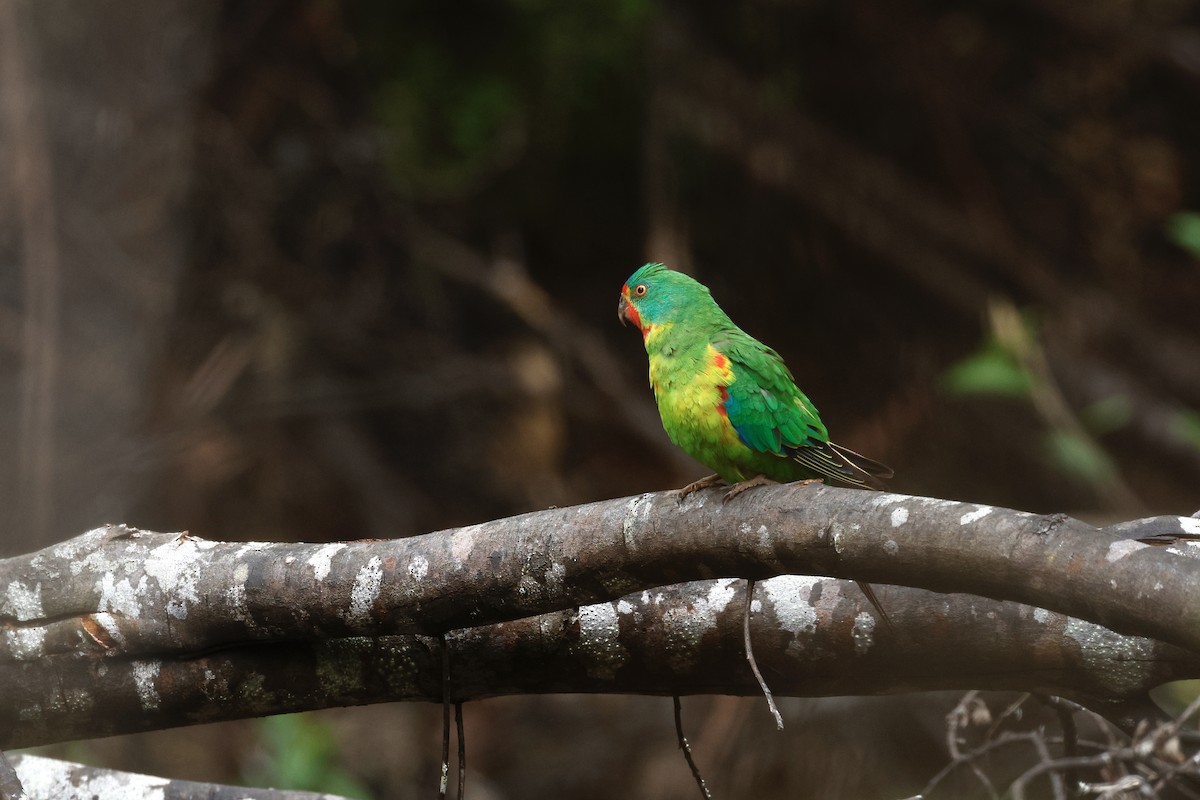 Swift Parrot - ML646020359