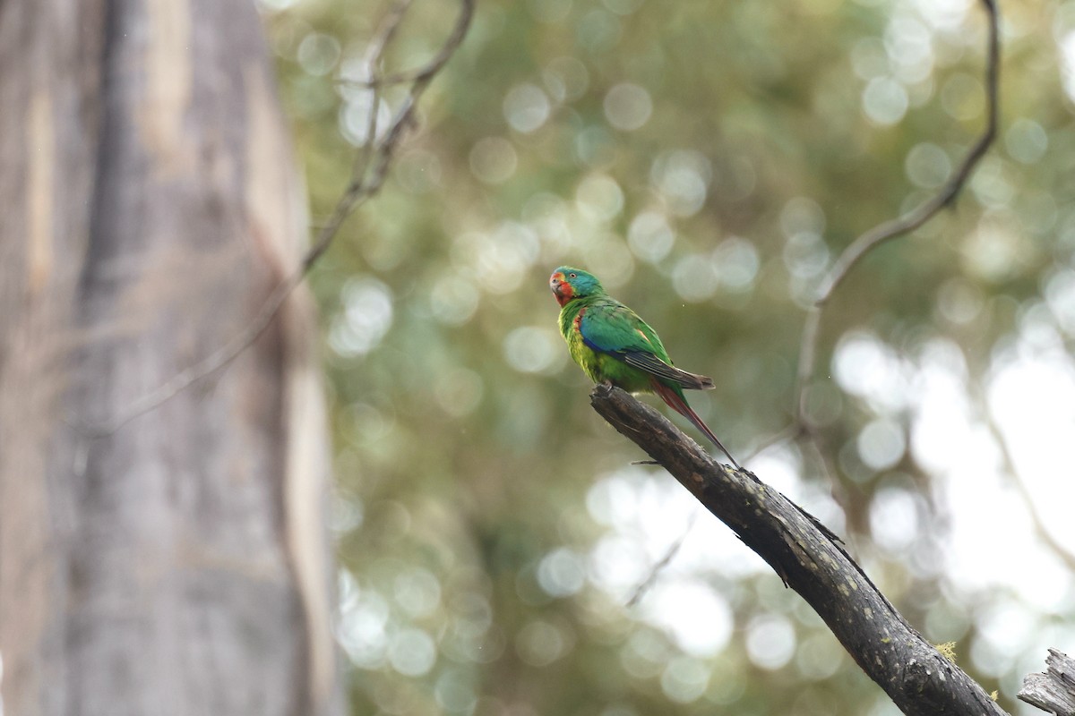 Swift Parrot - ML646020360