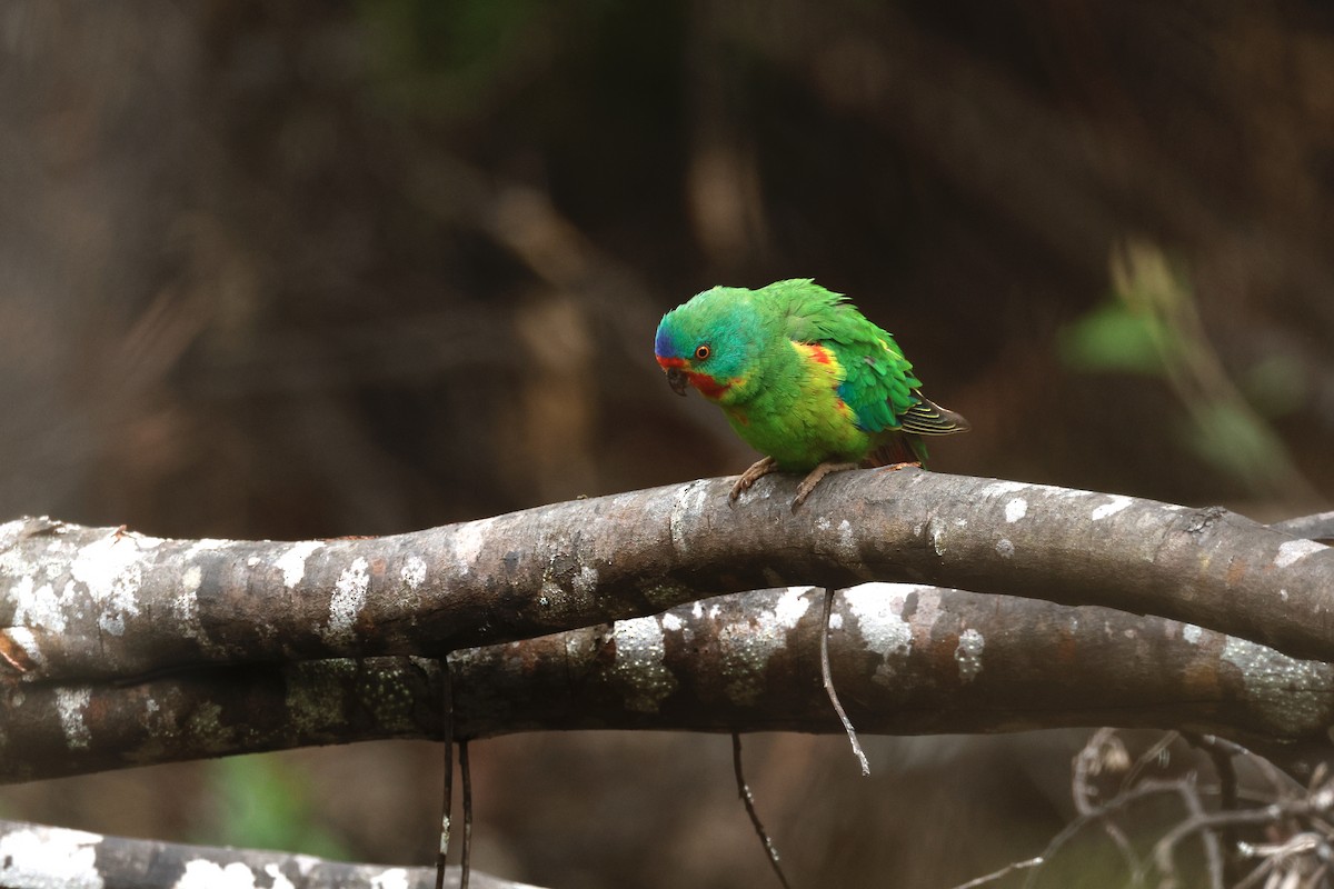 Swift Parrot - ML646020361