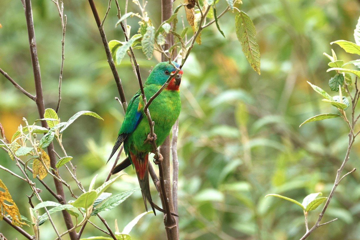 Swift Parrot - ML646020362