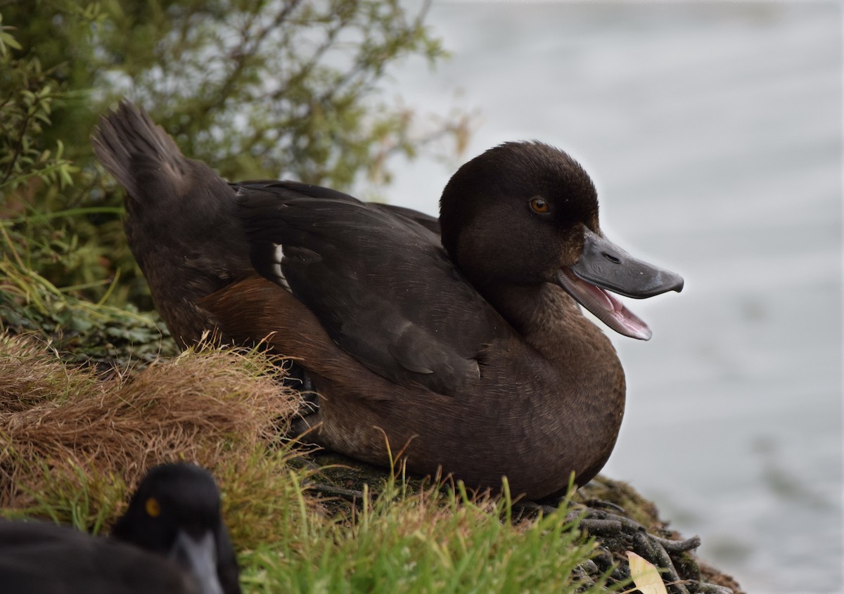 Yeni Zelanda Patkası - ML646020372